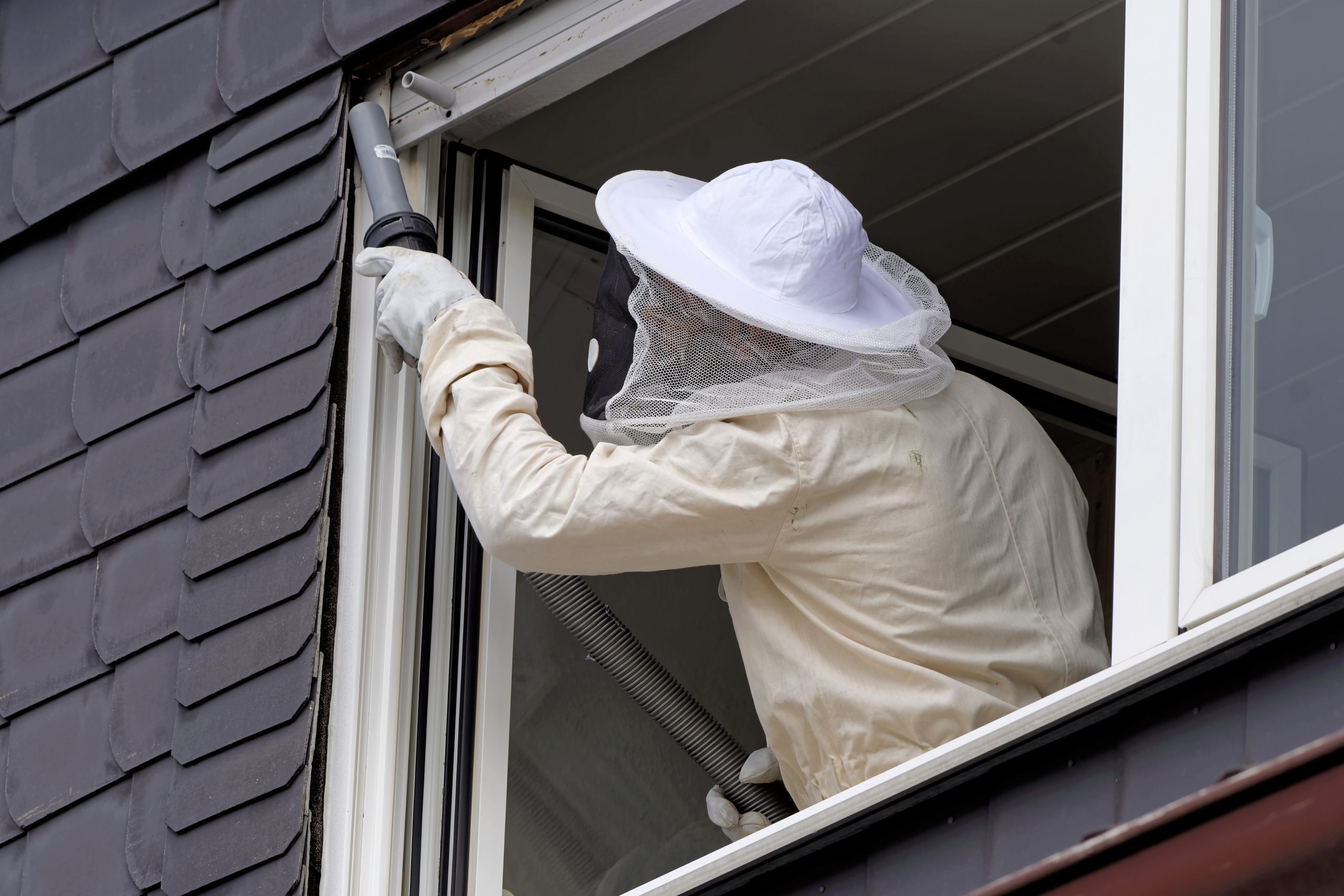 Pest,Controller,Removing,A,Hornet,Nest
